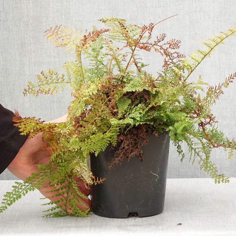 Amostra de Polystichum setiferum Plumosum Densum Vaso de 2 L/3 L tal como entregue na primavera