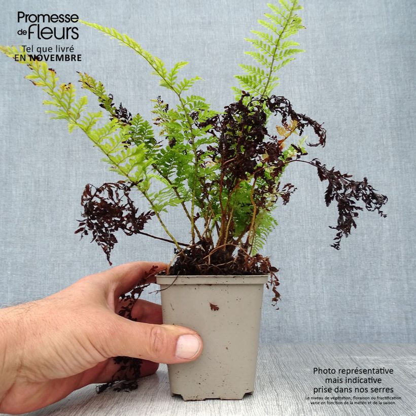 Spécimen de Polystichum setiferum Proliferum - Fougère Godet de 8/9 cm tel que livré en automne