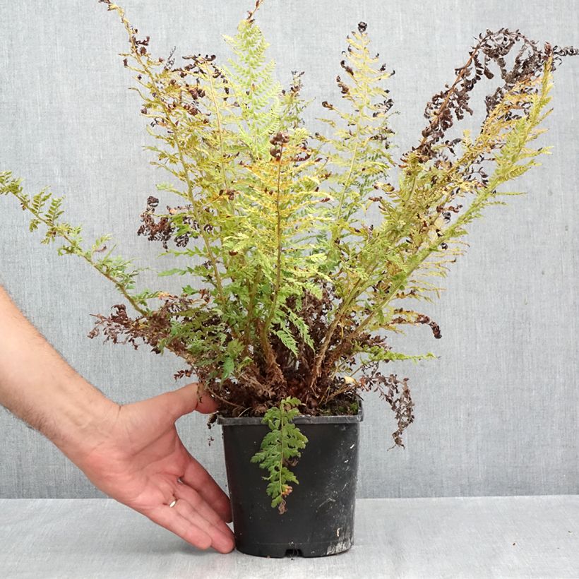 Spécimen de Polystichum setiferum Proliferum - Fougère Pot de 2L/3L tel que livré en automne