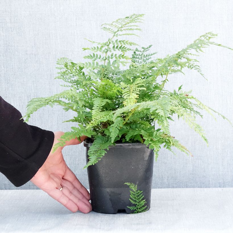 Spécimen de Polystichum setiferum Proliferum - Fougère Pot de 2L/3L tel que livré en hiver