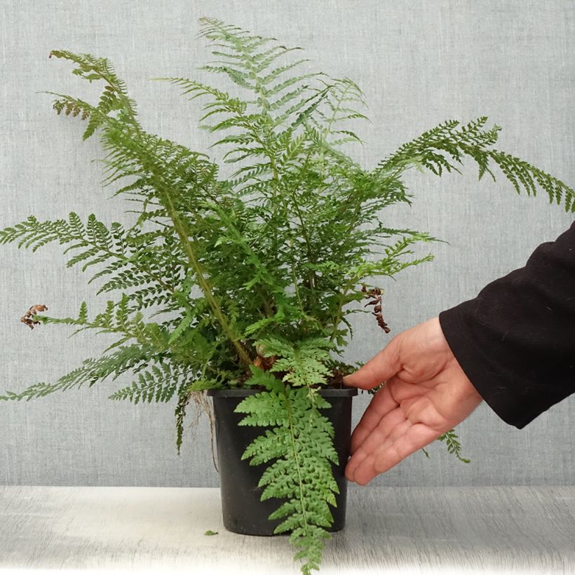 Spécimen de Polystichum setiferum Proliferum - Fougère Pot de 2L/3L tel que livré au printemps