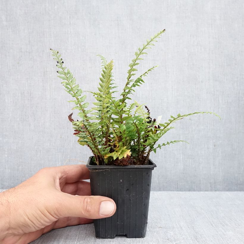 Spécimen de Polystichum Shiny Holy Fern - Fougère persistante  Godet de 8/9 cm tel que livré en automne