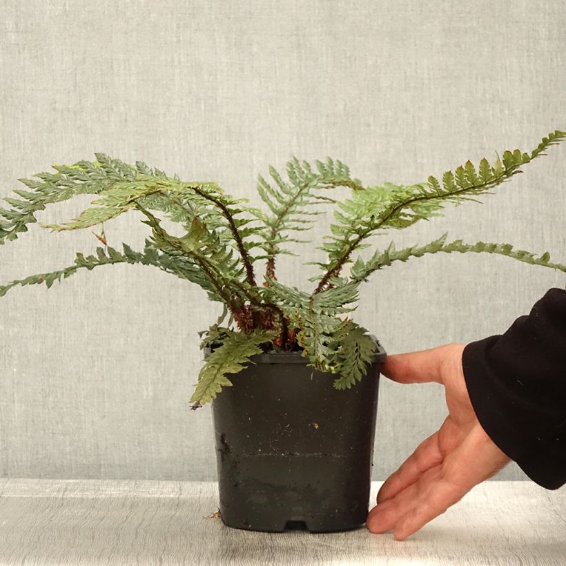 Spécimen de Polystichum Shiny Holy Fern - Fougère persistante  Pot de 2L/3L tel que livré en automne