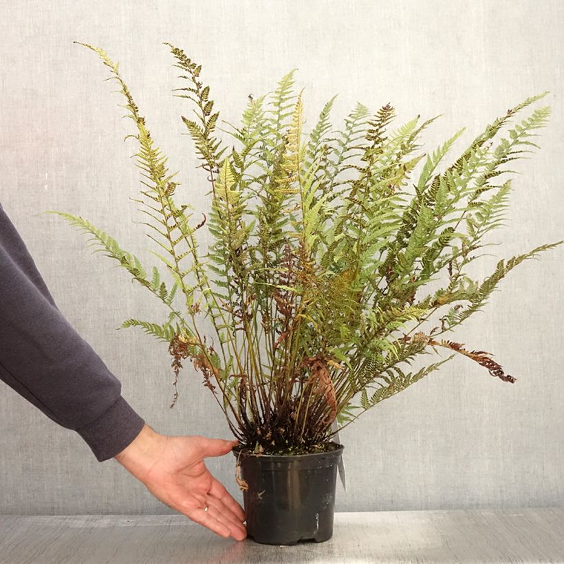Spécimen de Polystichum tsus-simense - Aspidie, fougère Pot de 2L/3L tel que livré en automne