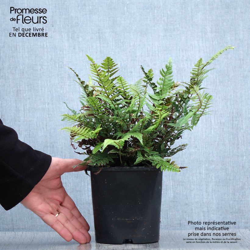 Spécimen de Polystichum tsus-simense - Aspidie, fougère Pot de 2L/3L tel que livré en hiver