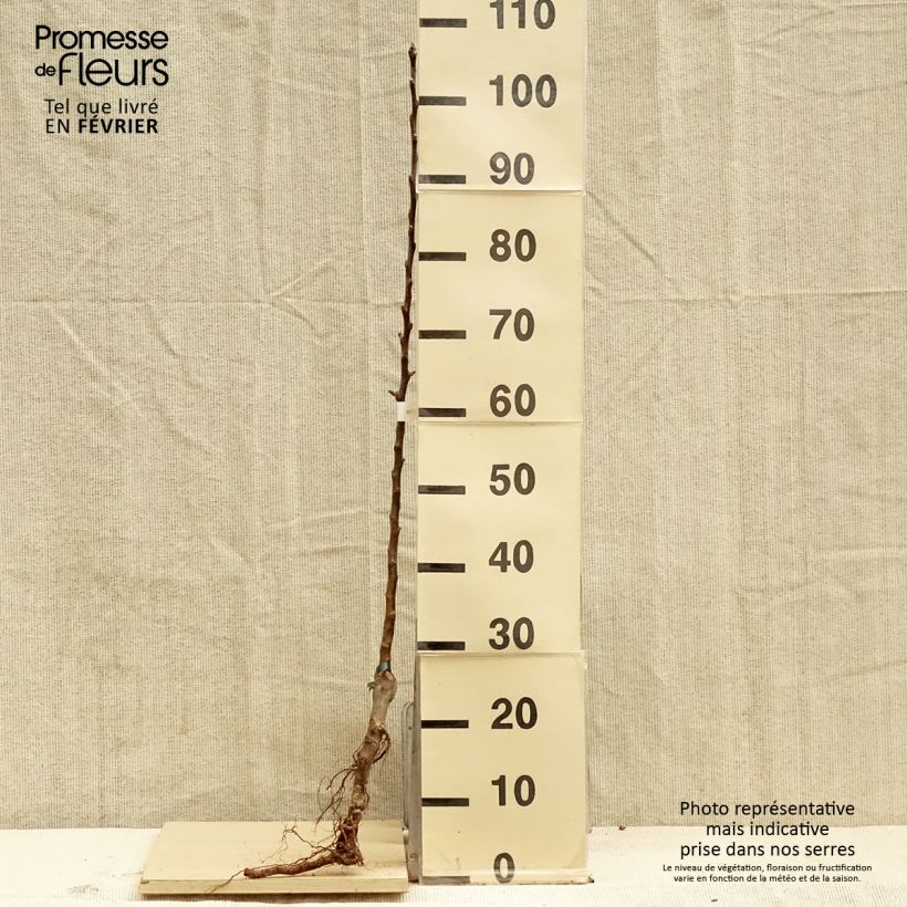 Melo Marie Ménard Piante grandi a radice nuda, Astone esemplare consegnato in inverno