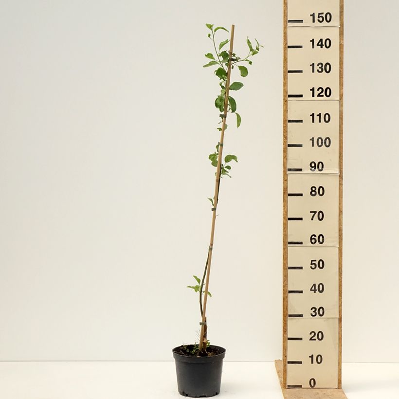 Spécimen de Pommier Ananas Berżenicki Pot de 4L/5L, Scion tel que livré au printemps