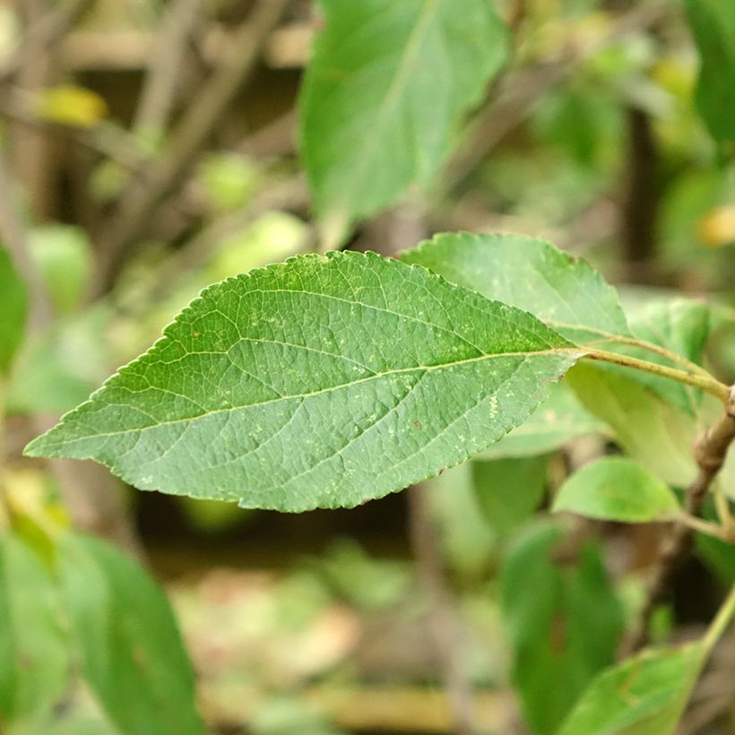 Pommier Antares (Feuillage)