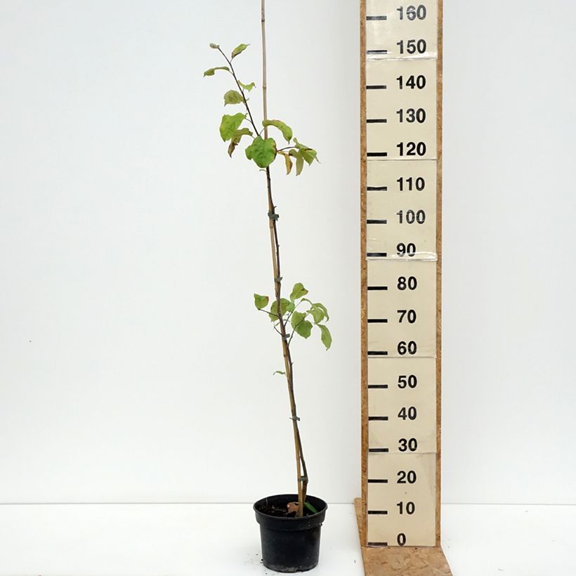 Spécimen de Pommier Antonówka Półtorapoundowa Pot de 4L/5L, Gobelet tel que livré en été