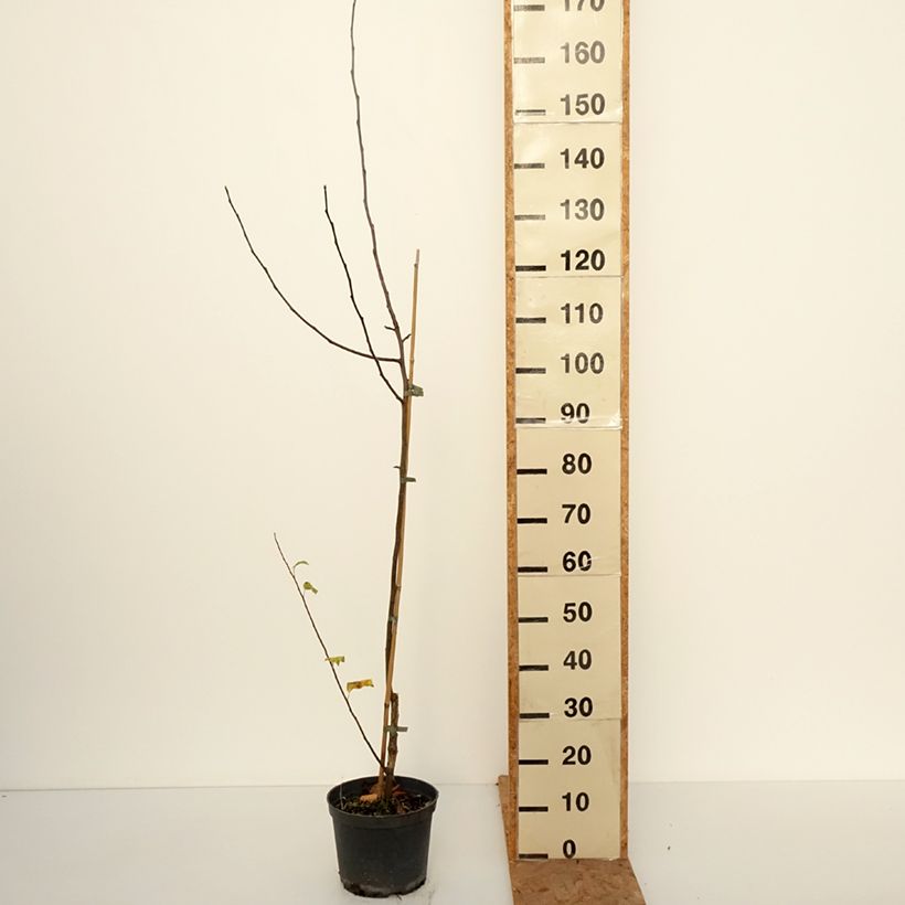 Spécimen de Pommier Antonówka Zwykła Pot de 4L/5L, Scion tel que livré en automne