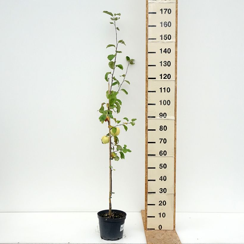 Spécimen de Pommier Antonówka Zwykła Pot de 4L/5L, Gobelet tel que livré en été