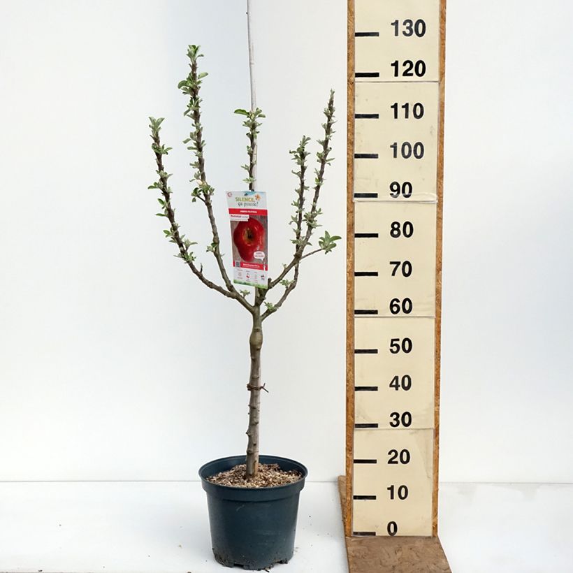 Spécimen de Pommier Api Etoilé Pot de 7,5L/10L, Gobelet tel que livré au printemps