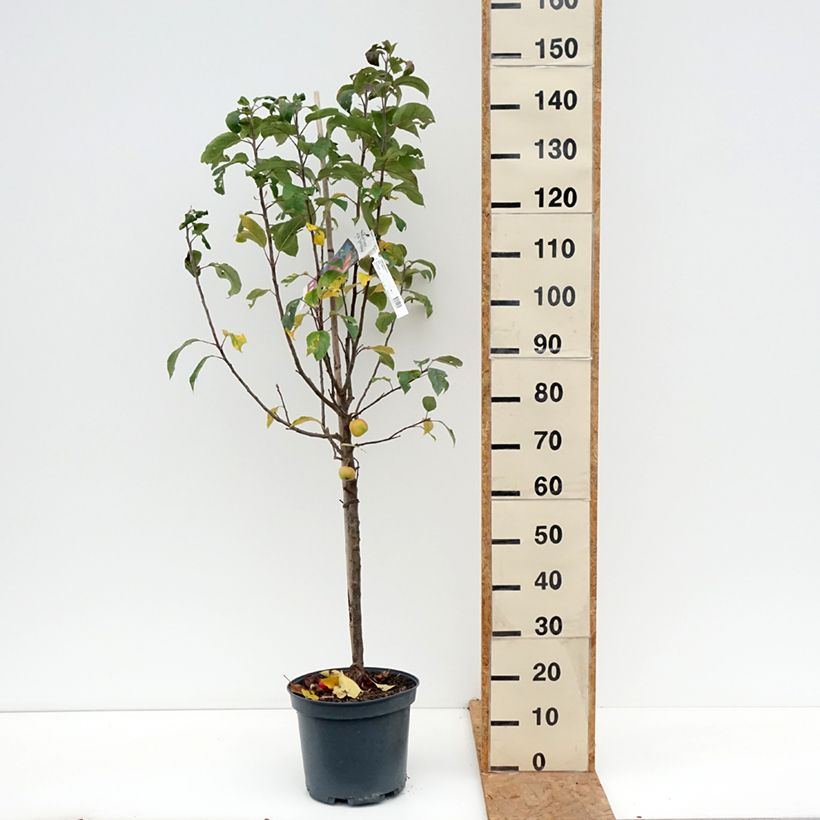 Spécimen de Pommier Ariane Pot de 7,5L/10L, Gobelet tel que livré en automne