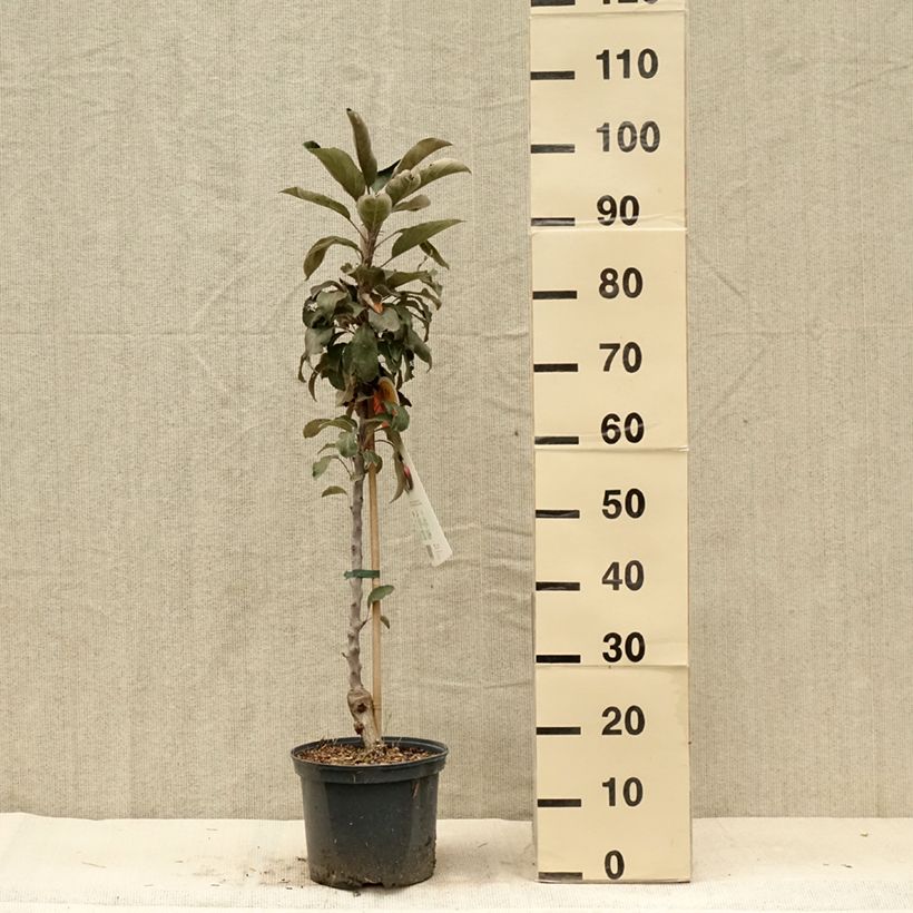 Spécimen de Pommier Ballerina Red Leaf Pot de 4L/5L tel que livré en été