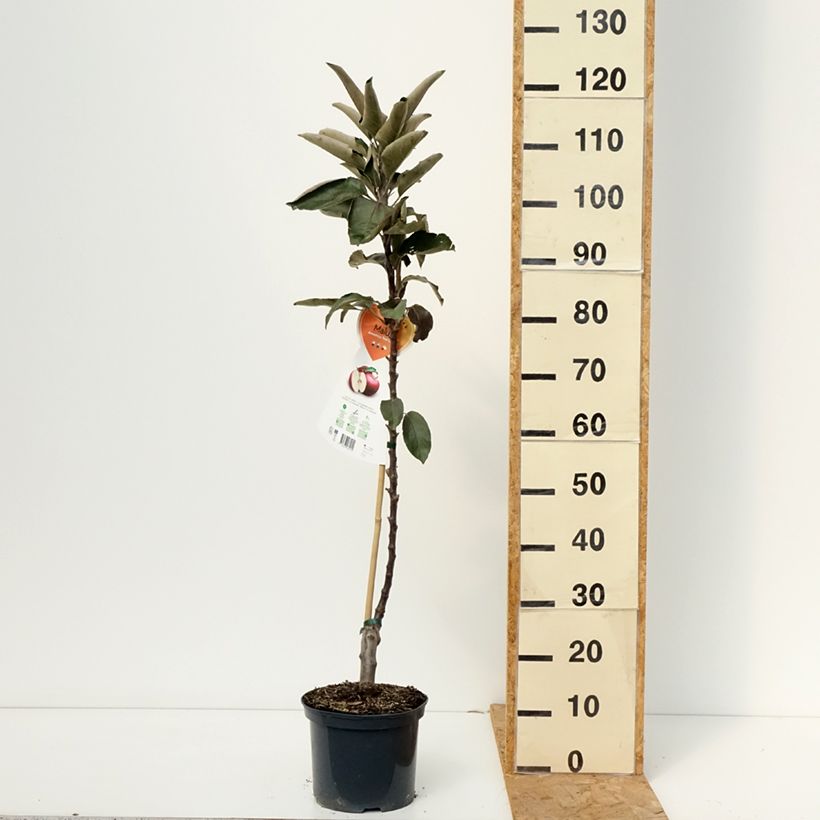 Spécimen de Pommier Ballerina Red Leaf Pot de 4L/5L tel que livré en automne