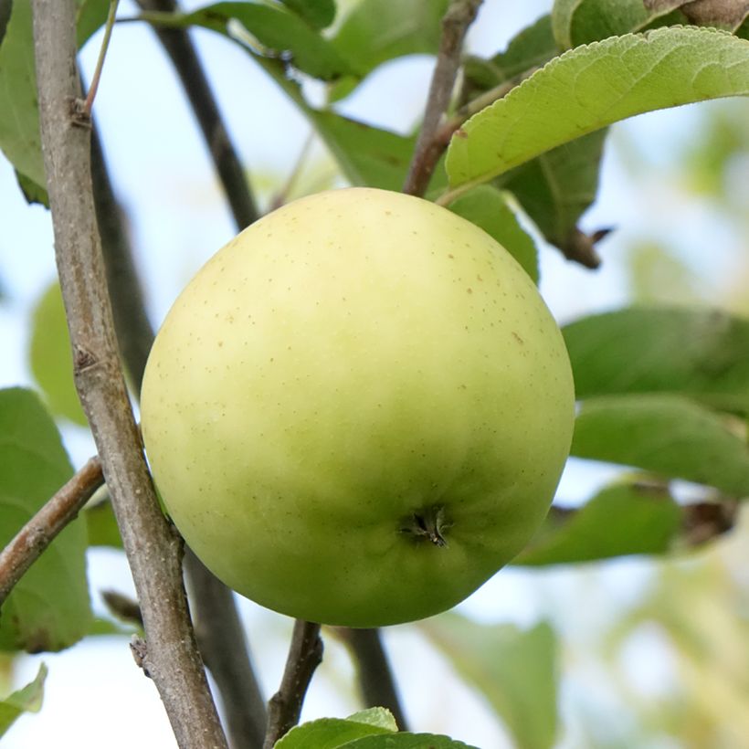 Pommier Belchard - Malus domestica Chanteclerc (Récolte)