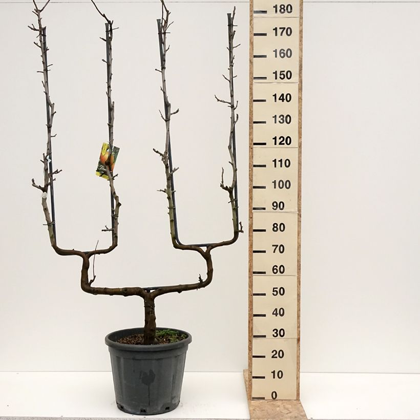 Spécimen de Pommier Belle de Boskoop Pot de 12L/15L, Palmette double U tel que livré en hiver