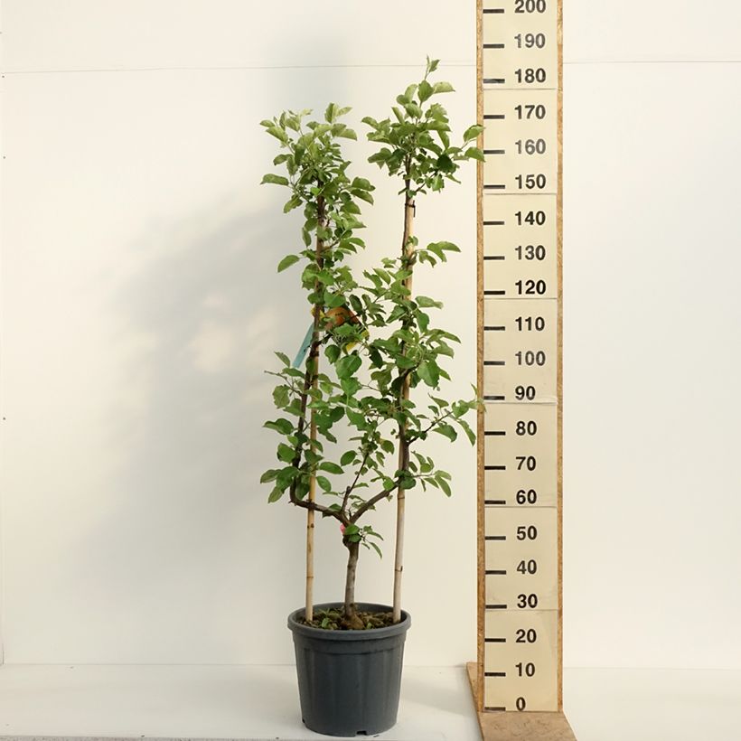 Spécimen de Pommier Belle de Boskoop Pot de 12L/15L, Palmette simple U tel que livré au printemps