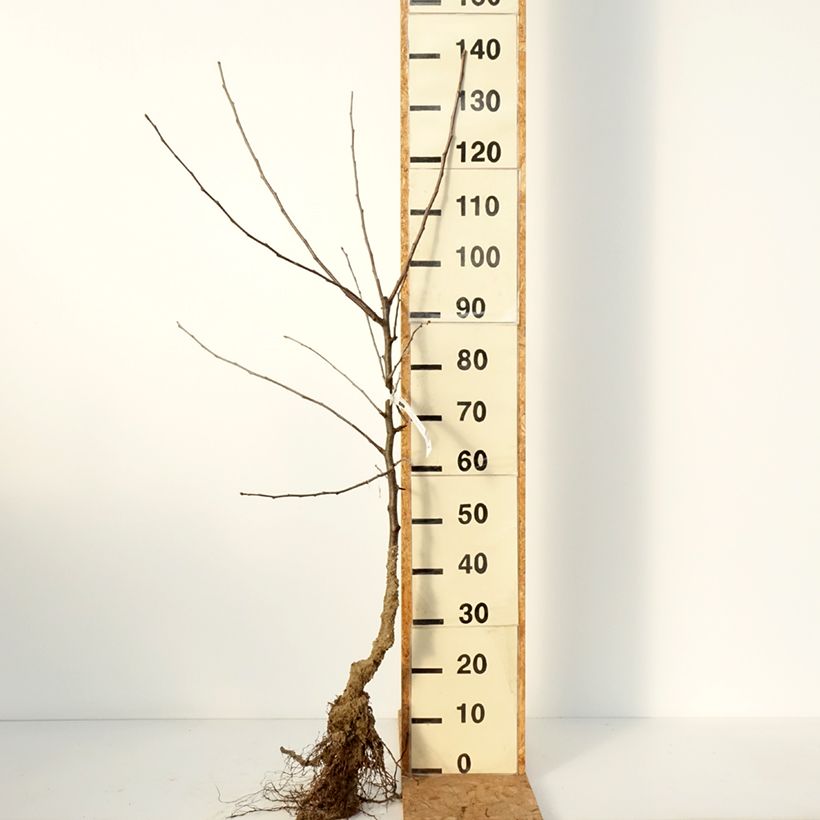 Spécimen de Pommier Belle de Boskoop Racines nues, Gobelet tel que livré en hiver