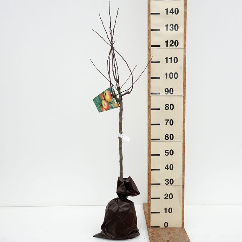 Melo Belle Fille de Salins Zolla 'Pronta da piantare', Vasetto esemplare consegnato in inverno