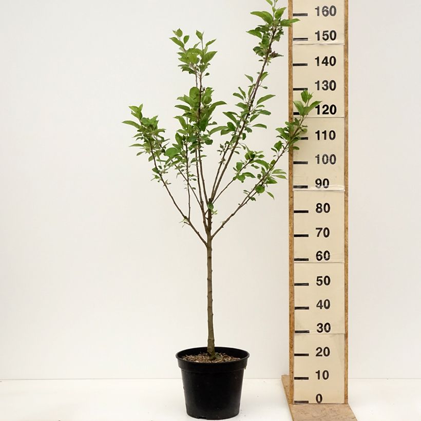 Spécimen de Pommier Blush rosette - pomme sanguine Pot de 7,5L/10L, Gobelet tel que livré au printemps