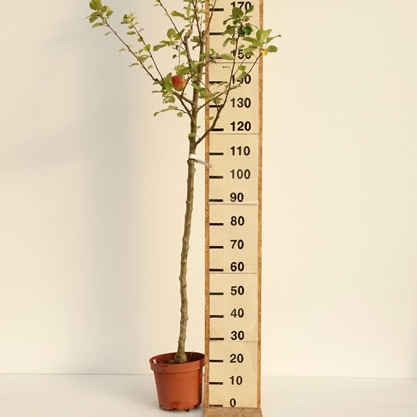 Spécimen de Pommier Bon père Pot de 7,5L/10L, Scion tel que livré en été