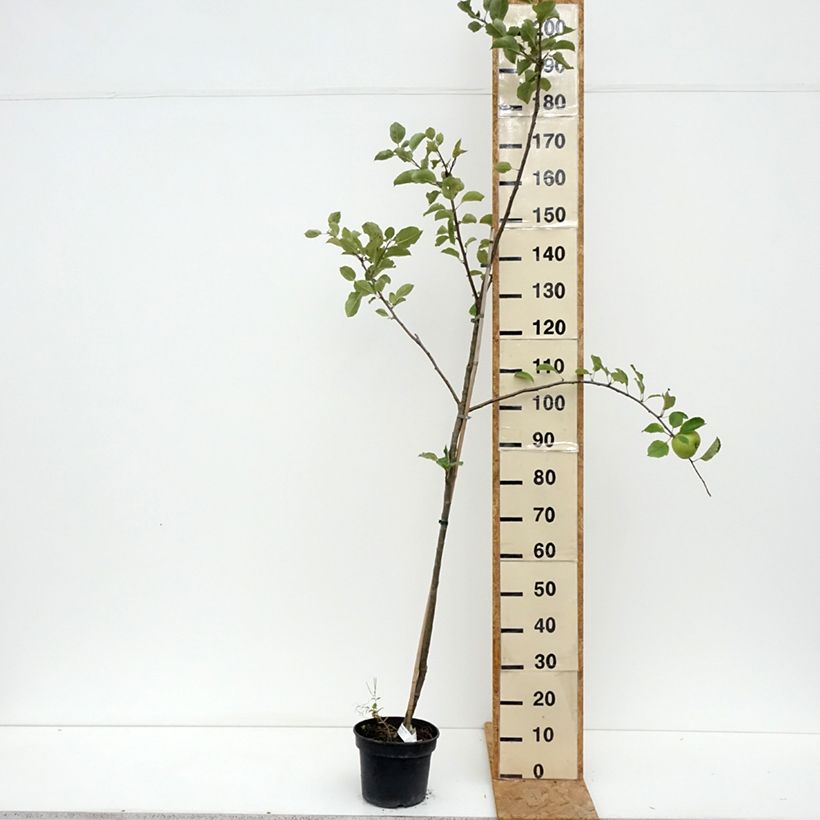 Spécimen de Pommier Bramley's Seedling Pot de 4L/5L, Gobelet tel que livré en été