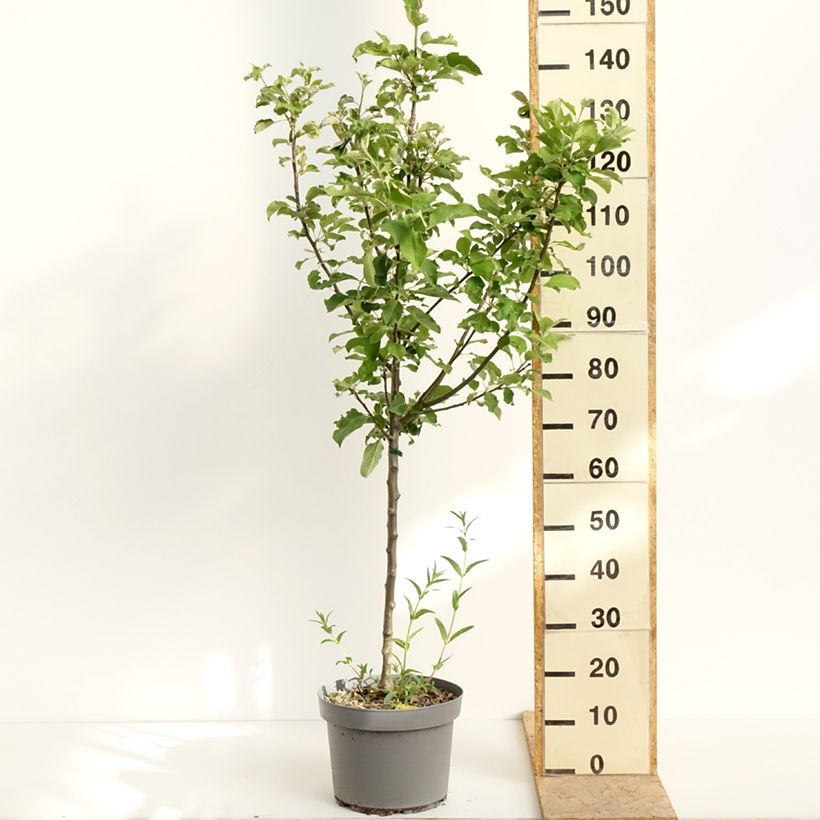 Spécimen de Pommier Calville Rouge d'Hiver Pot de 7,5L/10L, Gobelet tel que livré au printemps