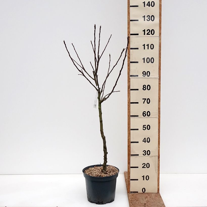 Spécimen de Pommier Calville Rouge d'Hiver Pot de 7,5L/10L, Gobelet tel que livré en hiver