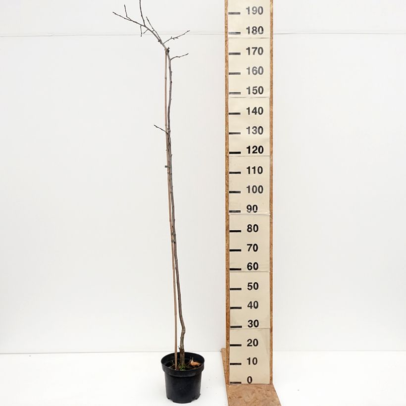 Spécimen de Pommier Charłamowskie Pot de 4L/5L, Scion tel que livré en automne