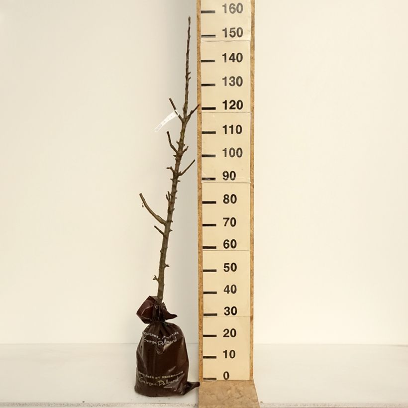 Spécimen de Pommier colonnaire Azay-Le-Rideau delwibo Motte "Prêt-à-planter", Colonnaire tel que livré au printemps