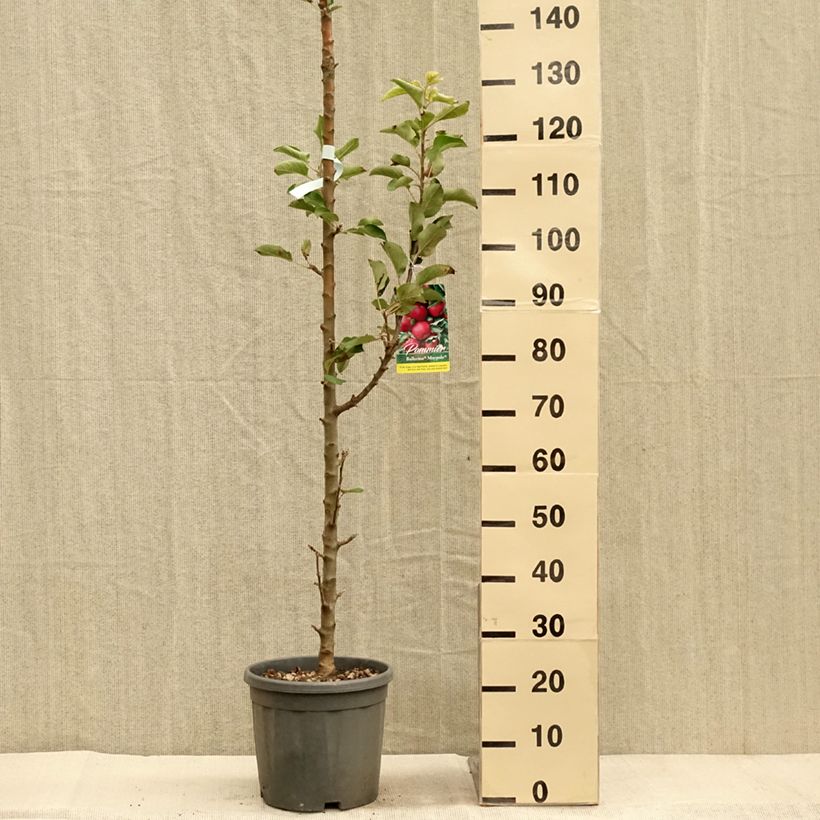 Spécimen de Pommier colonnaire Ballerina Maypole Pot de 7,5L/10L, Colonnaire tel que livré en automne
