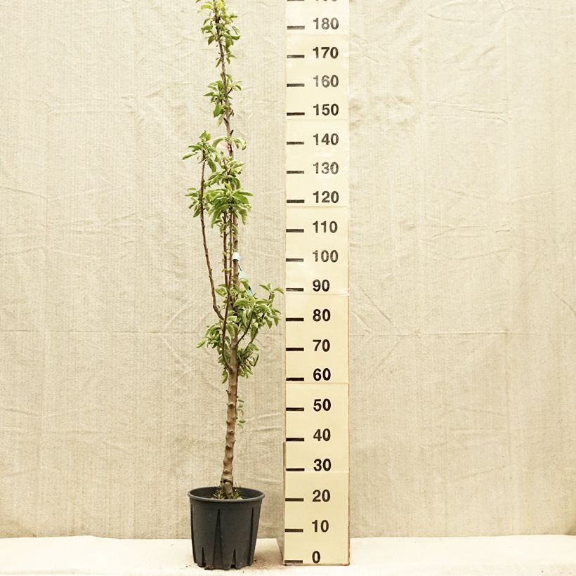 Melo colonnare Ballerina Polka Vaso da 7,5L/10L, Colonnare esemplare consegnato in primavera