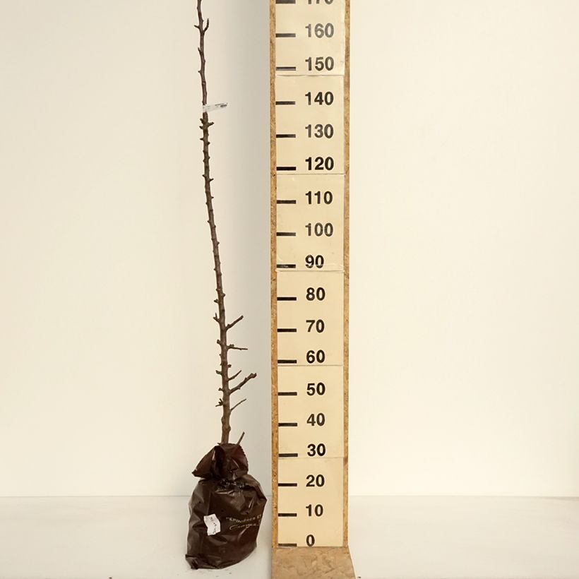 Spécimen de Pommier colonnaire Chenonceau - Georges Delbard  Motte "Prêt-à-planter", Colonnaire tel que livré au printemps