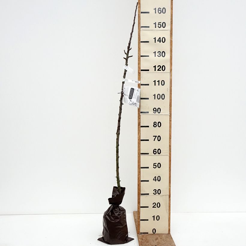 Manzano columnar Cheverny Cepellón "listo para plantar", Columnar Ejemplar entregado en invierno