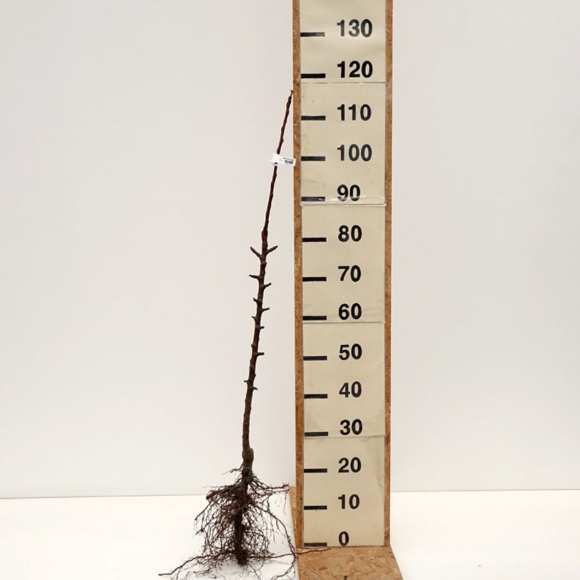 Spécimen de Pommier colonnaire Cheverny- Georges Delbard  Racines nues, Colonnaire tel que livré en hiver