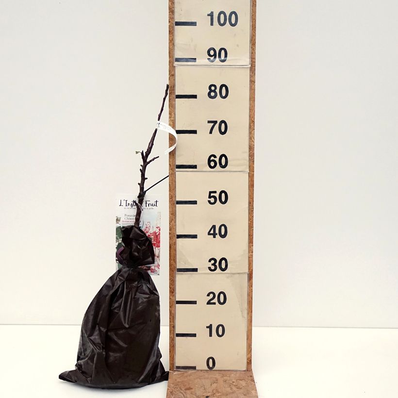 Spécimen de Pommier colonnaire Chinon - Georges Delbard Motte "Prêt-à-planter", Colonnaire tel que livré en automne