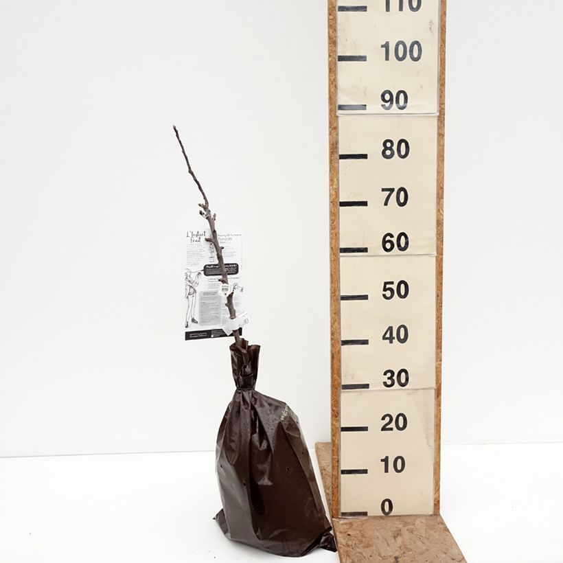 Spécimen de Pommier colonnaire Chinon - Georges Delbard Motte "Prêt-à-planter", Colonnaire tel que livré en hiver