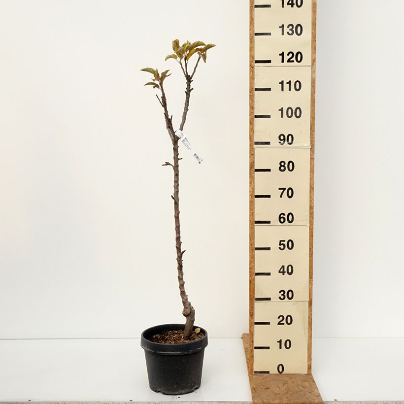 Spécimen de Pommier colonnaire Chinon - Georges Delbard Pot de 7,5L/10L tel que livré en automne