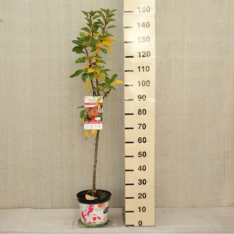 Spécimen de Pommier colonnaire Rhapsodie Pot de 6L/7L, Colonnaire tel que livré en automne