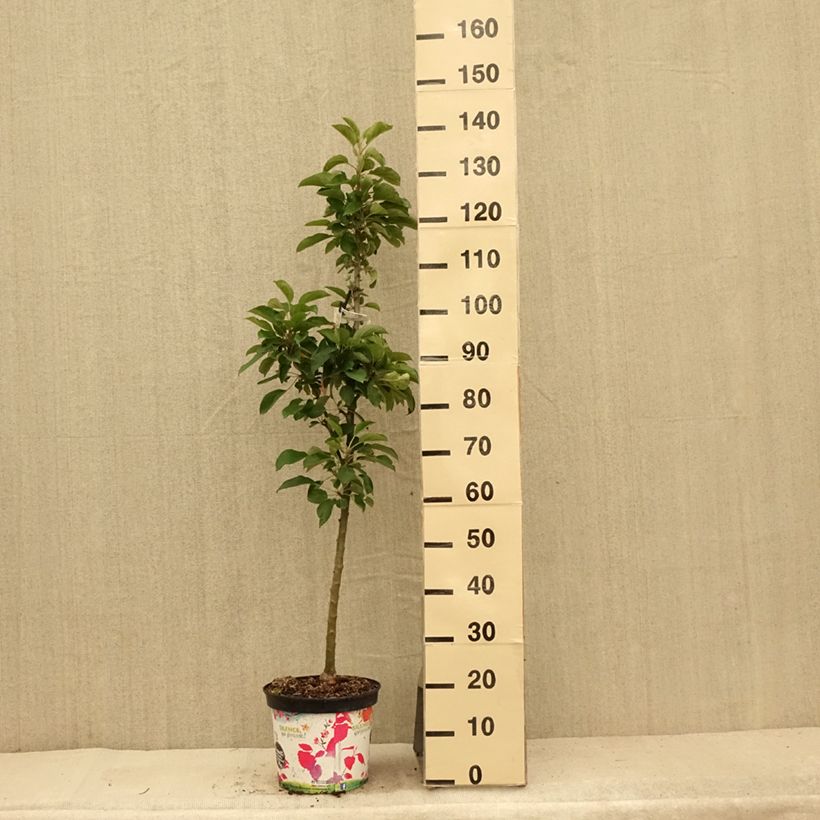 Spécimen de Pommier colonnaire Rhapsodie Pot de 6L/7L, Colonnaire tel que livré en été