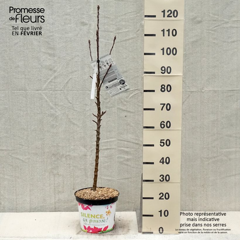 Spécimen de Pommier colonnaire Rhapsodie Pot de 6L/7L, Colonnaire tel que livré en hiver