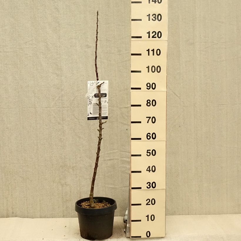 Spécimen de Pommier colonnaire Villandry - Georges Delbard Pot de 7,5L/10L, Colonnaire tel que livré au printemps