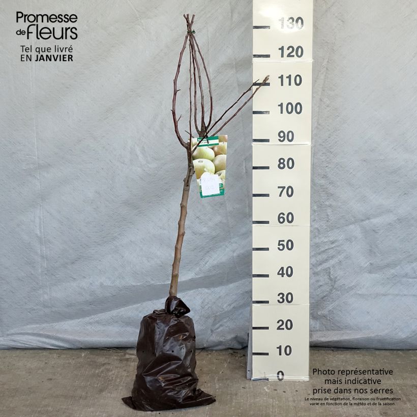 Spécimen de Pommier Court Pendu - Georges Delbard Motte "Prêt-à-planter", Gobelet tel que livré en hiver