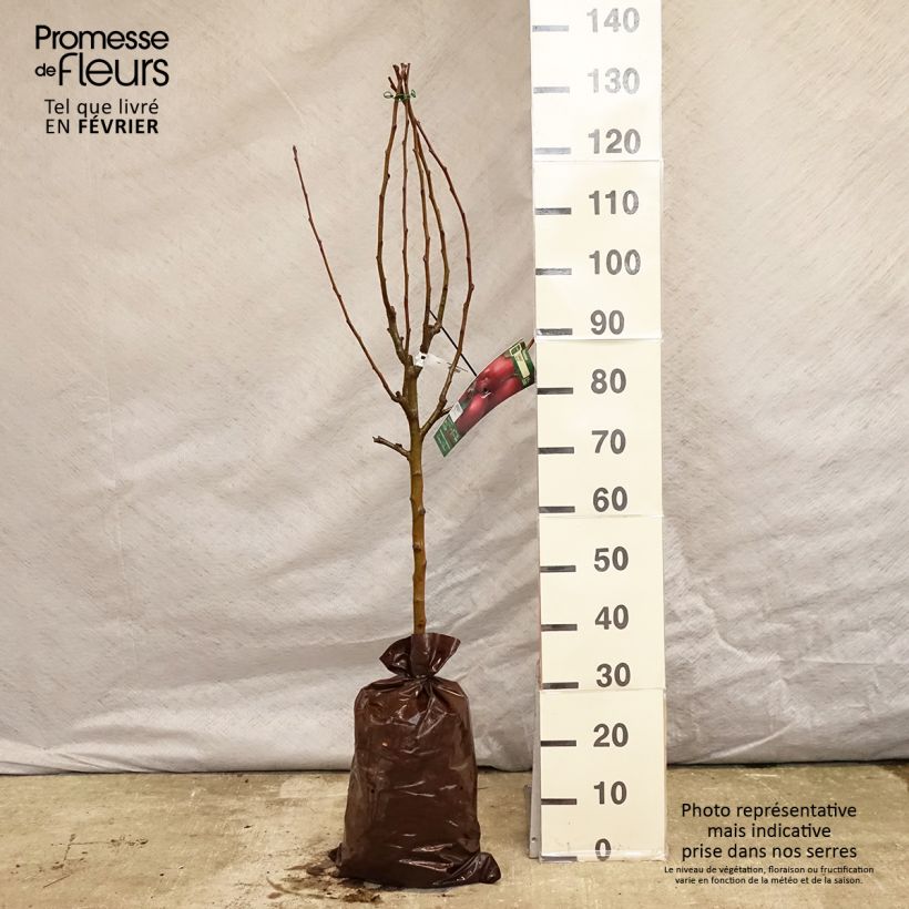 Spécimen de Pommier Cybèle - Georges Delbard Motte "Prêt-à-planter", Gobelet tel que livré en hiver