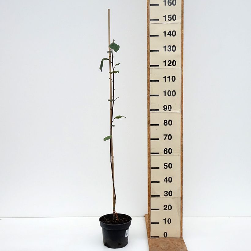 Spécimen de Pommier Cynamonówka Prążkowana Pot de 4L/5L, Scion tel que livré en automne