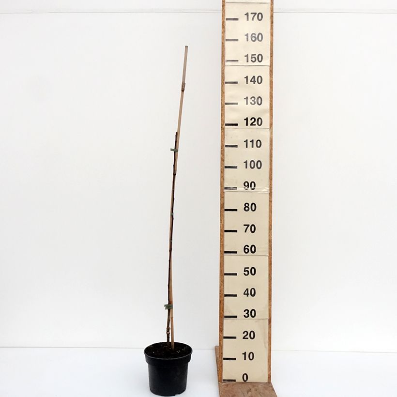 Spécimen de Pommier Cynamonówka Prążkowana Pot de 4L/5L, Scion tel que livré en hiver