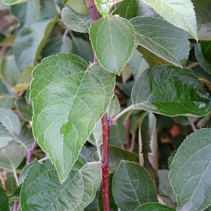 Pommier d'ornement - Malus Perpetu Evereste (Feuillage)