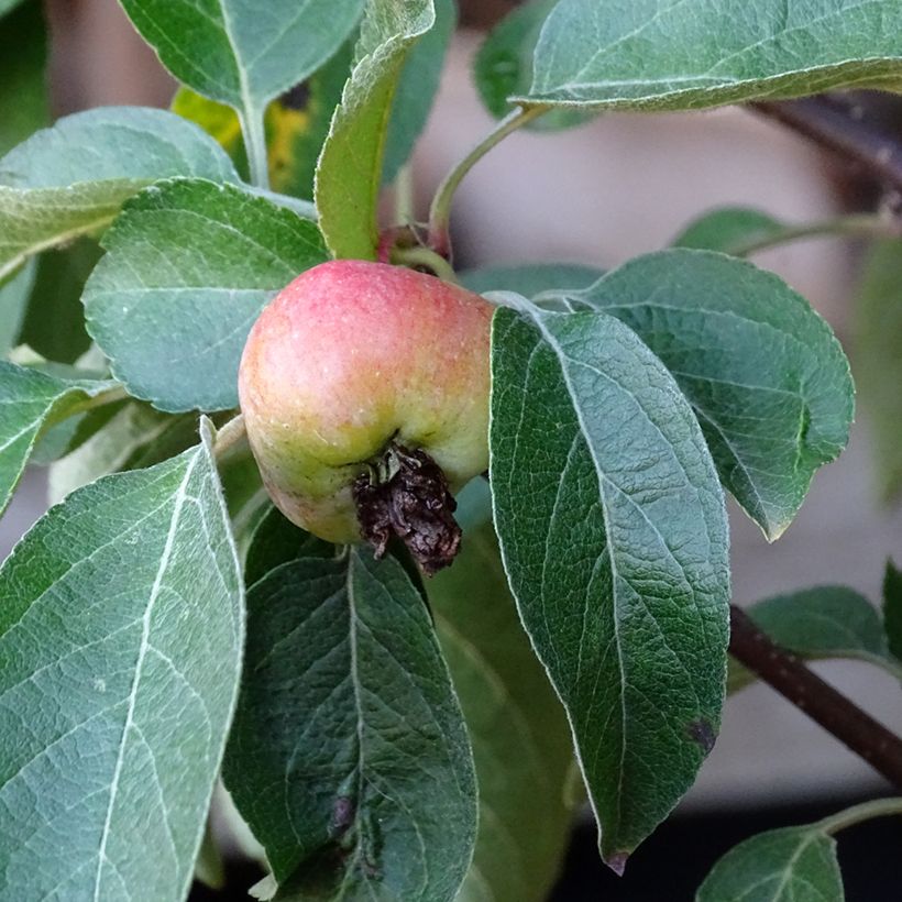Pommier d'ornement - Malus Perpetu Evereste (Récolte)