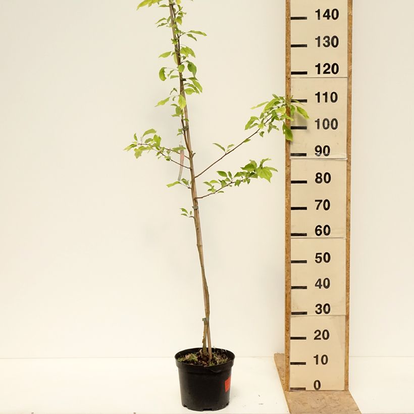 Malus Dolgo - Melo da fiore Vaso da 4L/5L esemplare consegnato in primavera